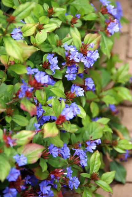 Ceratostigma plumbaginoides, plant in pot