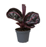 Calathea 'Dottie' - pauwenplant - babyplant Ø6 cm