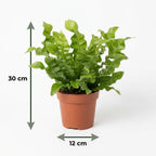 Asplenium Crispy Wave - met grijze pot, groeiwijze van de plant