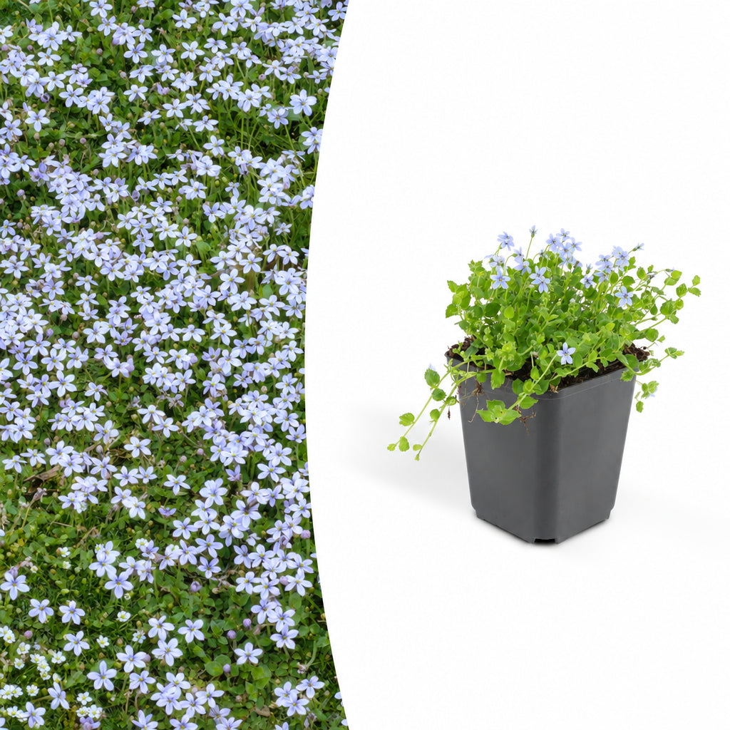 Isotoma fluviatilis, plant in pot