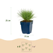 Festuca glauca - blauw schapengras - 12 planten