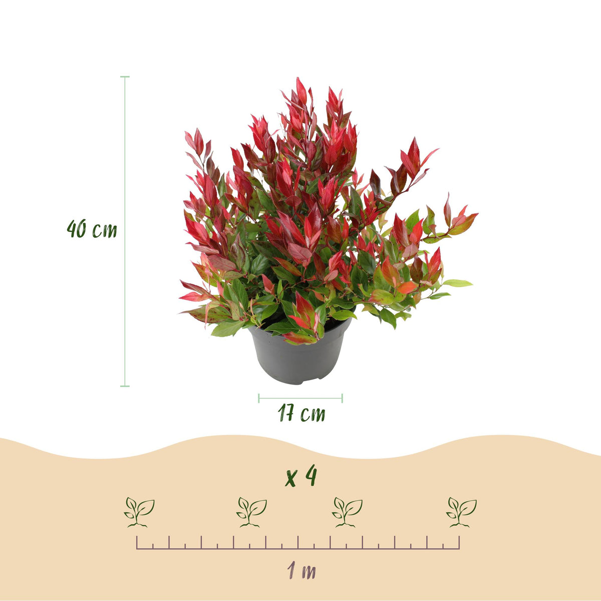 Leucothoe Little Flame, groeiwijze van de plant