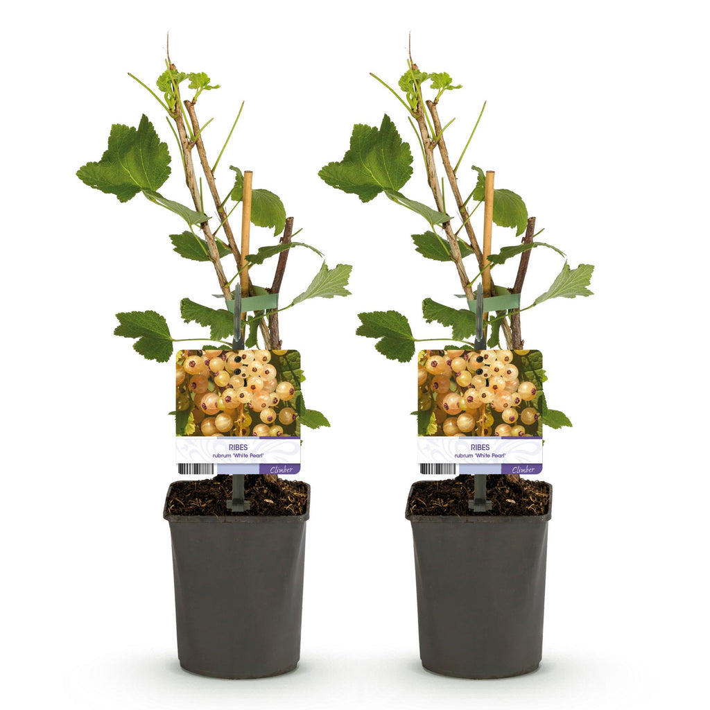Aalbes, groeiwijze van de plant