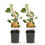 Aalbes, groeiwijze van de plant