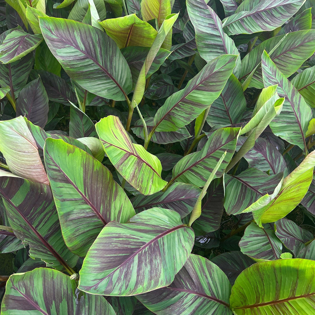 Productafbeelding van Pureplant