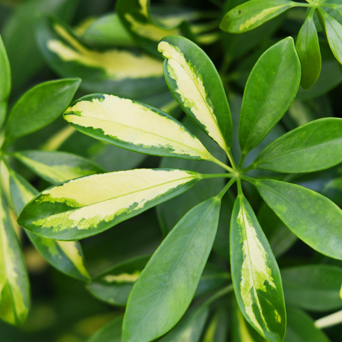 Schefflera Gold Capelle, groeiwijze van de plant
