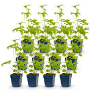 Ridderspoor (P) Blue Bird, met blauwe bloemen (12x)