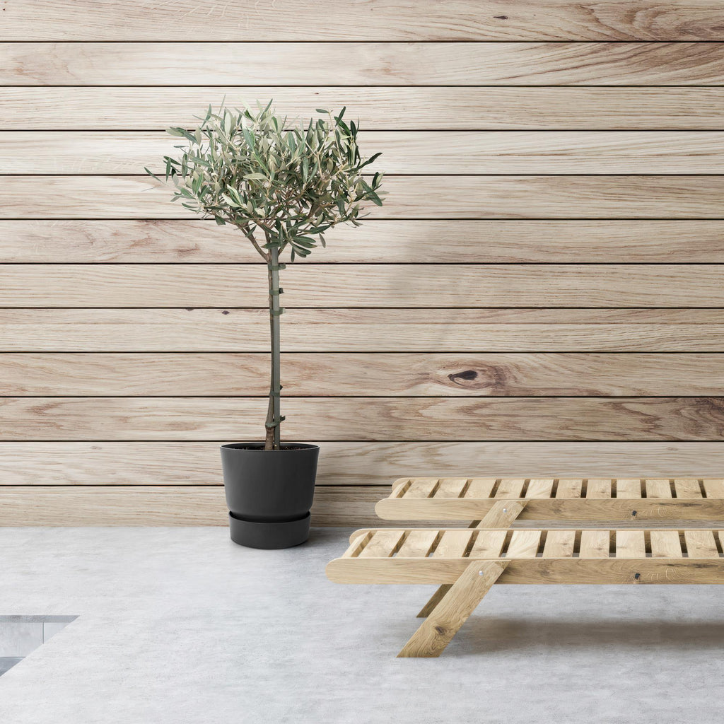 Detailfoto van Olea europaea, olijfboom op stam, 90 cm hoog