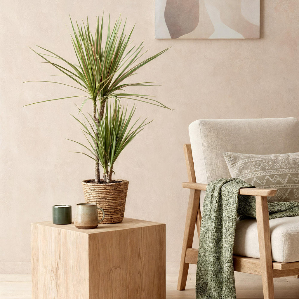 Dracaena Marginata Bicolor met mand, 70-75 cm hoog, groene bladeren