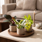 3x Baby Philodendron Tricolour - Wit - Roze - Geel - Groen - Tropisch - Ø6cm - ↕10-15cm, kenmerkend blad