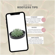 ROOTLESS Succulent Echeveria Pulidonis in schaal &