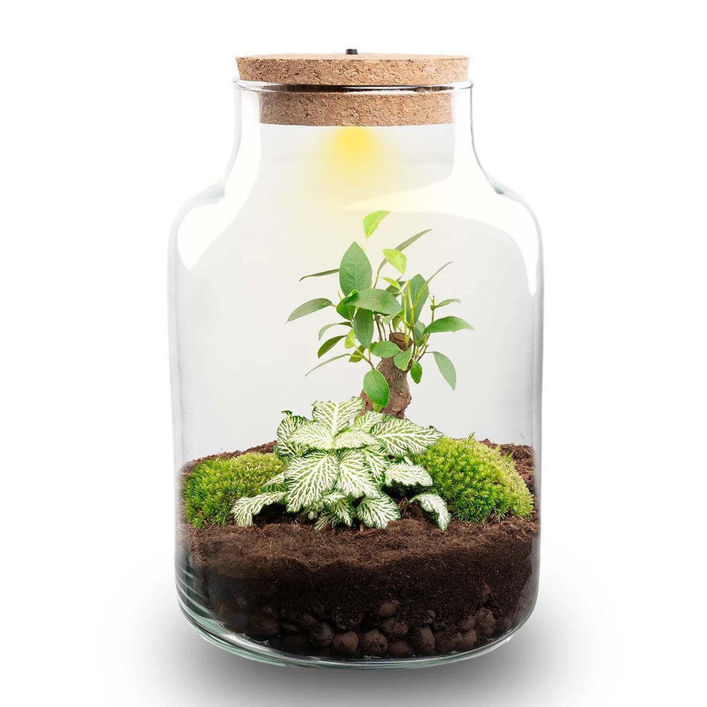 Productafbeelding van Pureplant