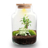 DIY Planten terrarium met licht - Little Milky Bonsai
