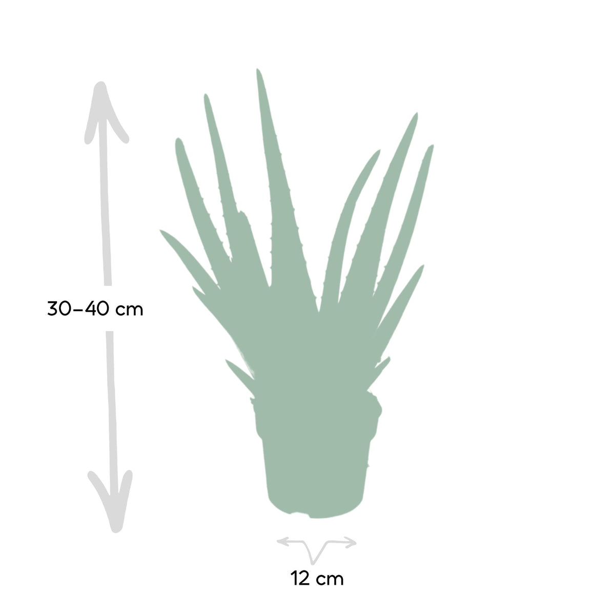 Aloe vera, groene bladeren