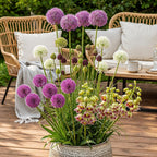 Bulb Garden Allium mix, kenmerkend blad