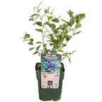 Detailfoto van Vaccinium corymbosum 'Reka' - Blauwe bes