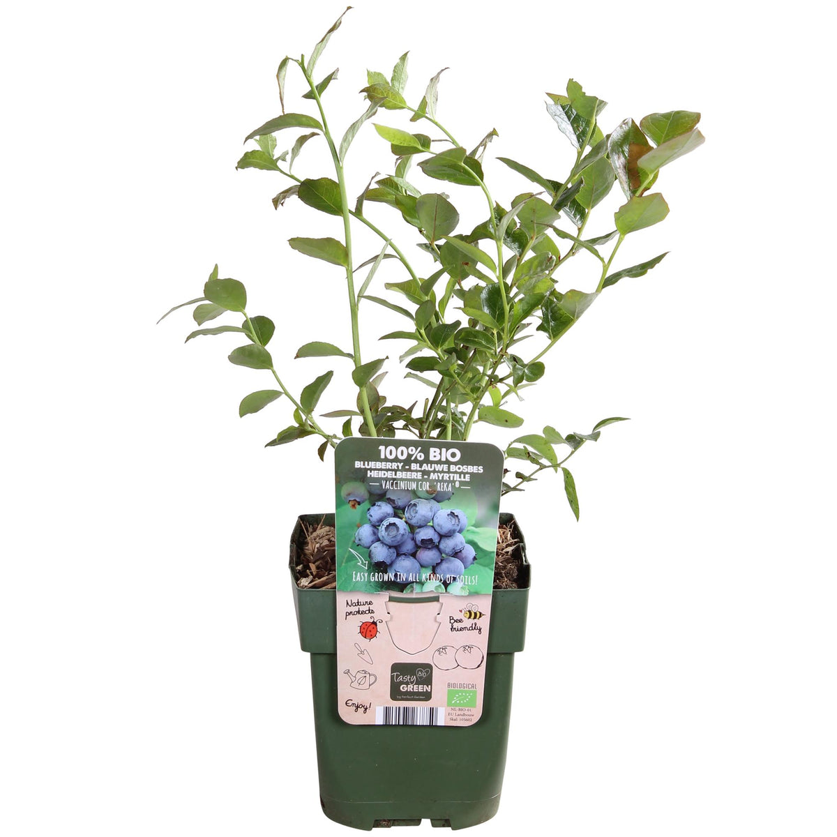Detailfoto van Vaccinium corymbosum 'Reka' - Blauwe bes