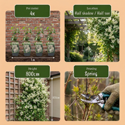 Fallopia aubertii - bruidssluier - set van 2