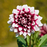 Dahlia &