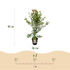 Acer palmatum Phoenix, groene bladeren
