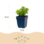 Galium odoratum - Walstro - Bodembedekkend - Wit - 6 Planten