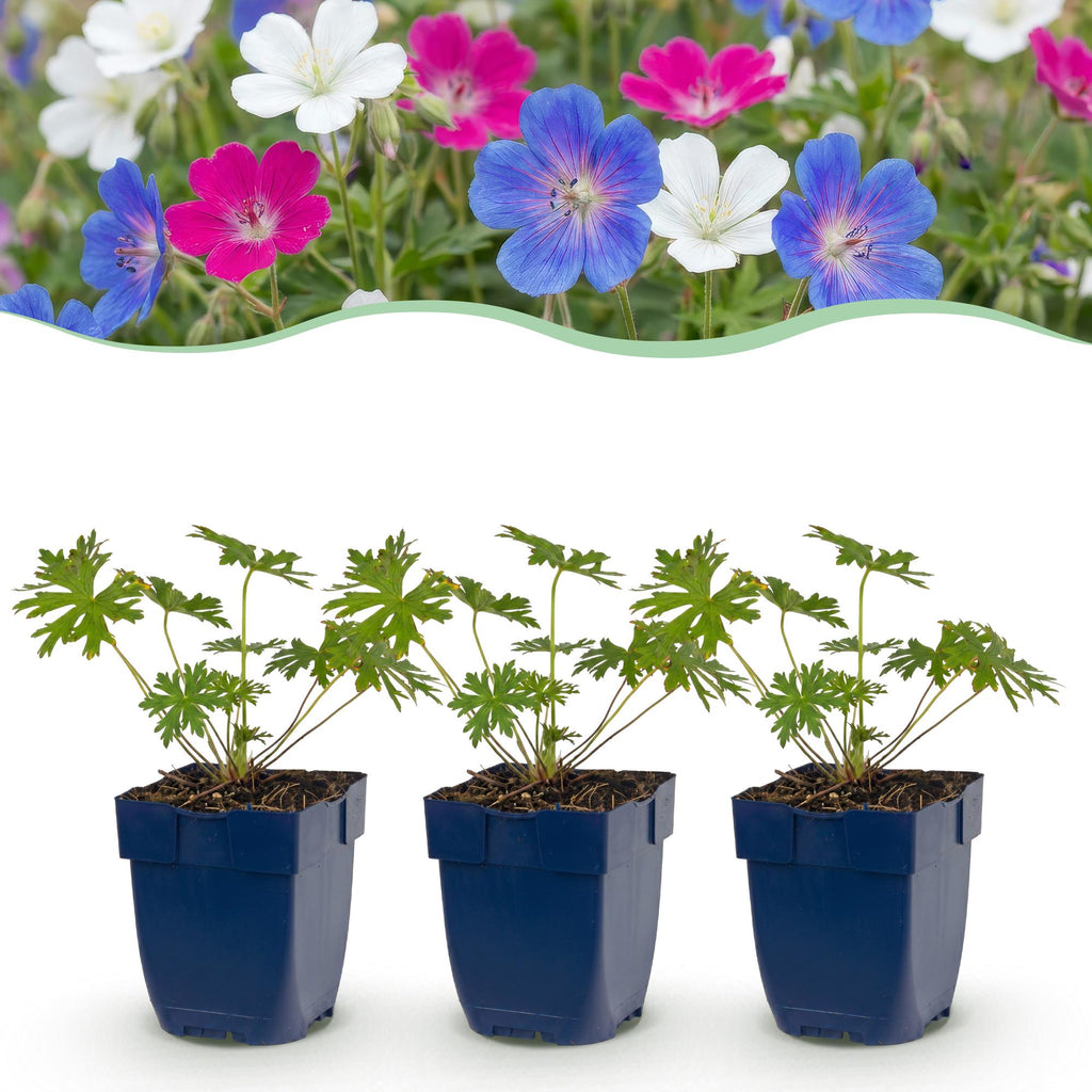 Ooievaarsbek Tricolour, met paarse, roze en witte bloemen