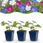 Ooievaarsbek Tricolour, met paarse, roze en witte bloemen
