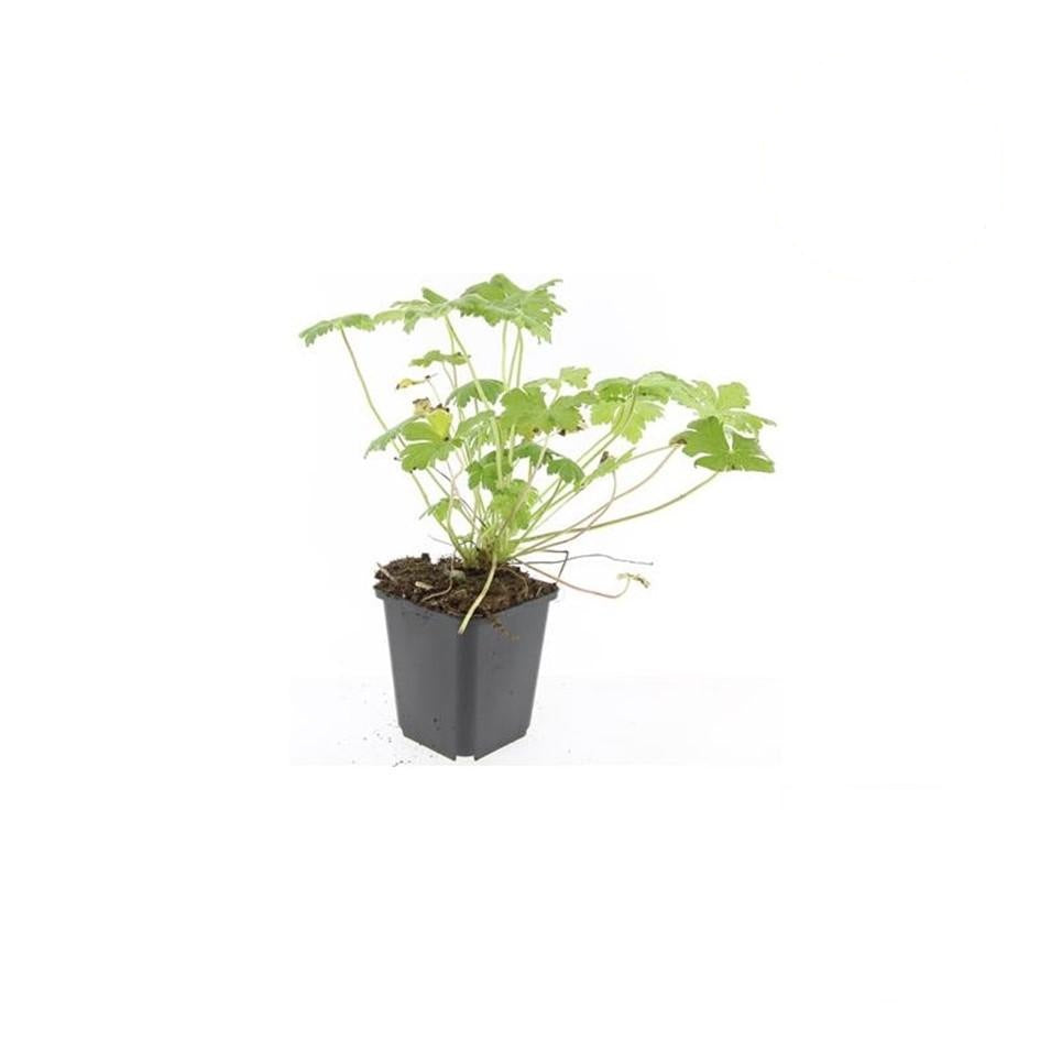 Geranium macr. 'Czakor', groeiwijze van de plant