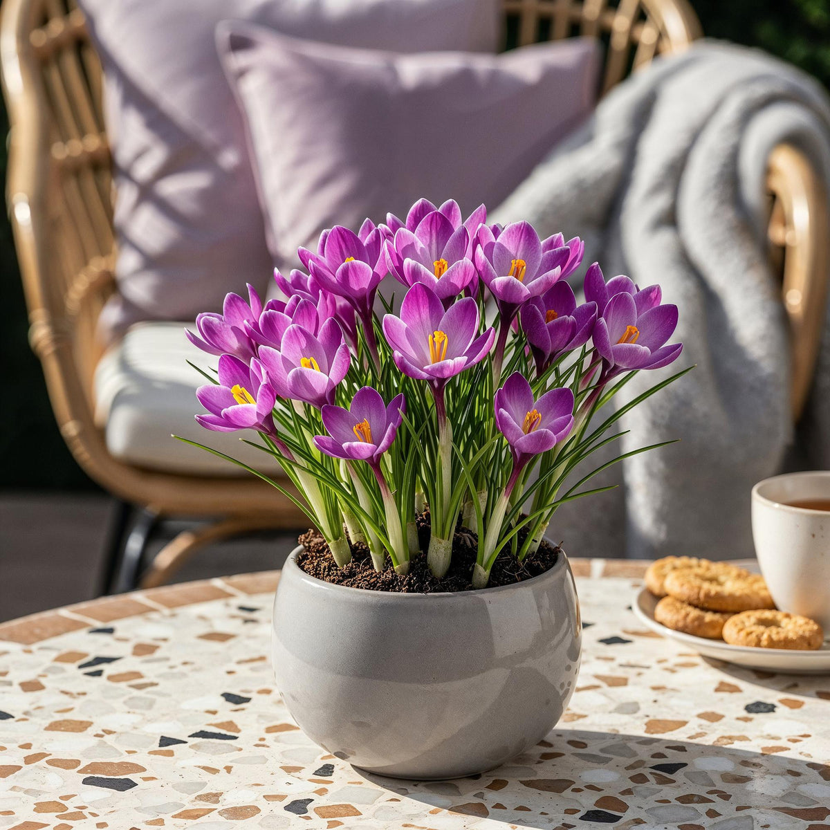 Crocus Ruby Giant, plant in pot