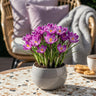 Crocus Ruby Giant