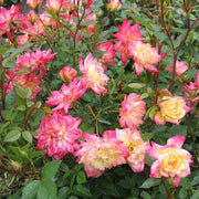 Bodembedekkende roos Tricolor Fairy, geel-roze bloemen