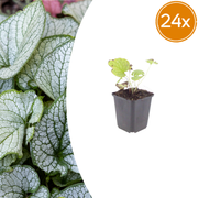 Brunnera macr. &