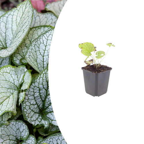 Brunnera macr. 'Jack Frost', groene bladeren