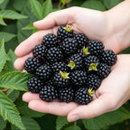 Groenblijvende braam Rubus Thornless Evergreen, kenmerkend blad