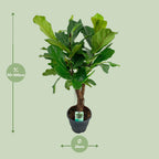 Ficus Lyrata, detail van het blad