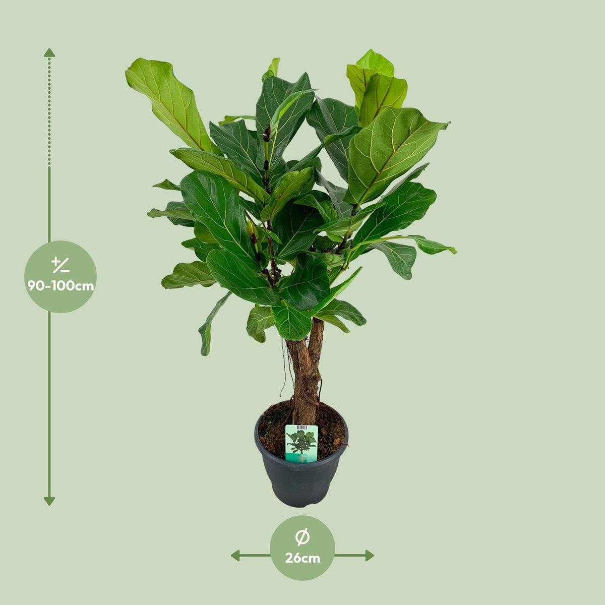Ficus Lyrata, detail van het blad