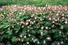 24x Geranium macr. 'Spessart'
