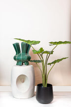 Kunstplant Alocasia 'Frydek', fluweelachtig blad, 80 cm, plant in pot
