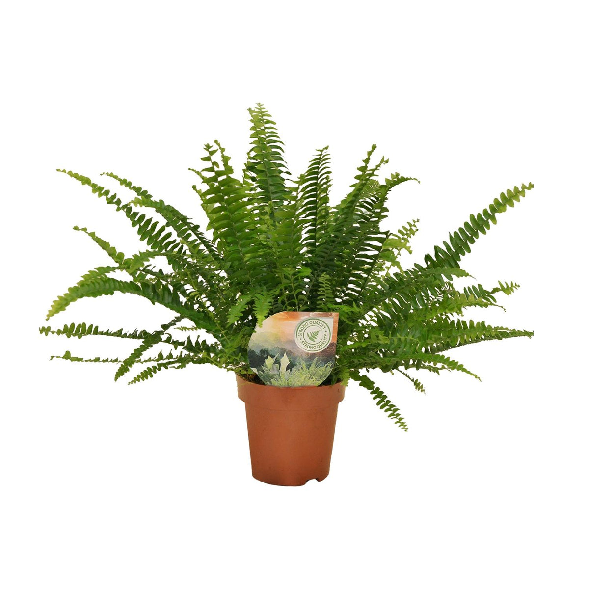 Nephrolepis Green Lady, detail van het blad