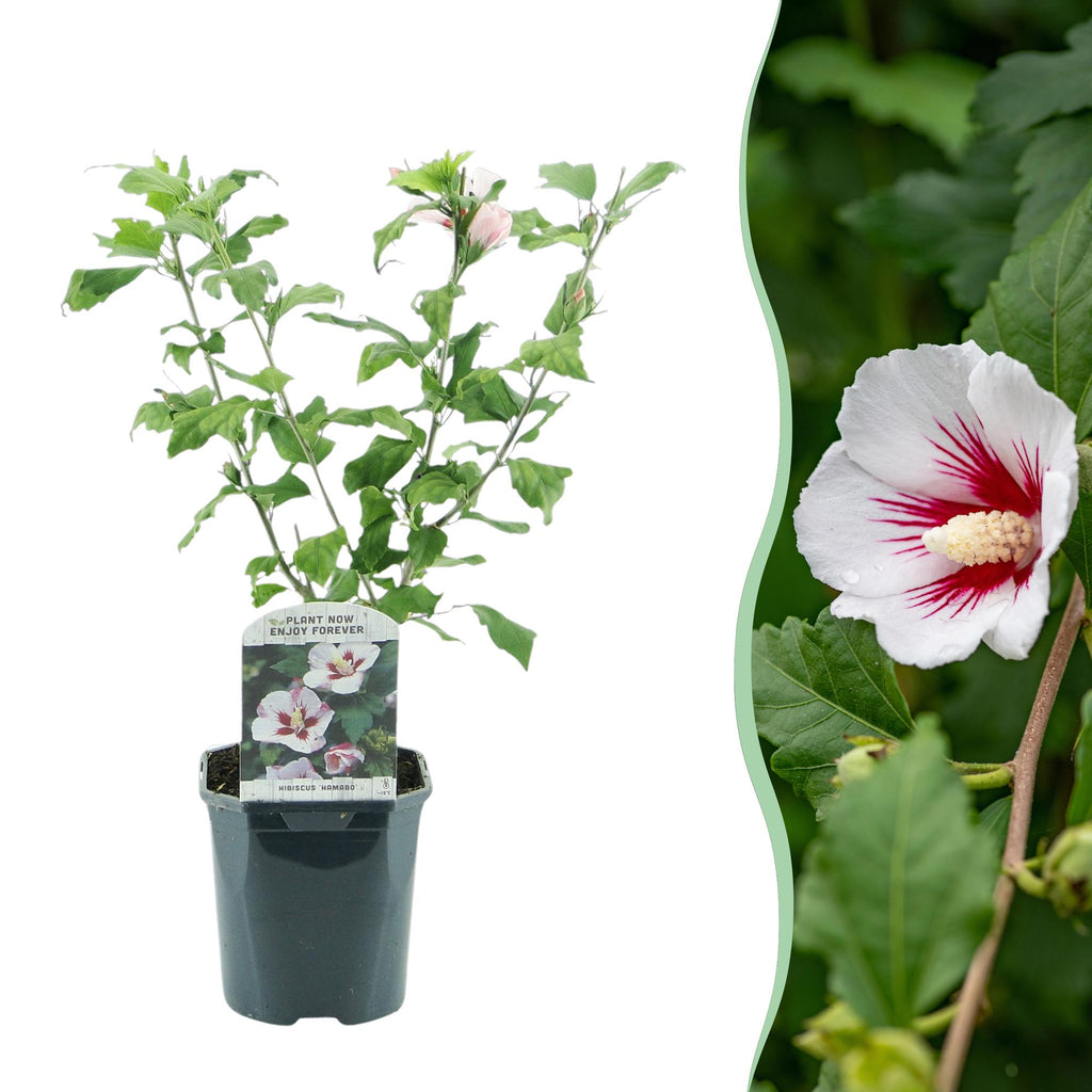 Hibiscus syriacus Hamabo, plant in pot