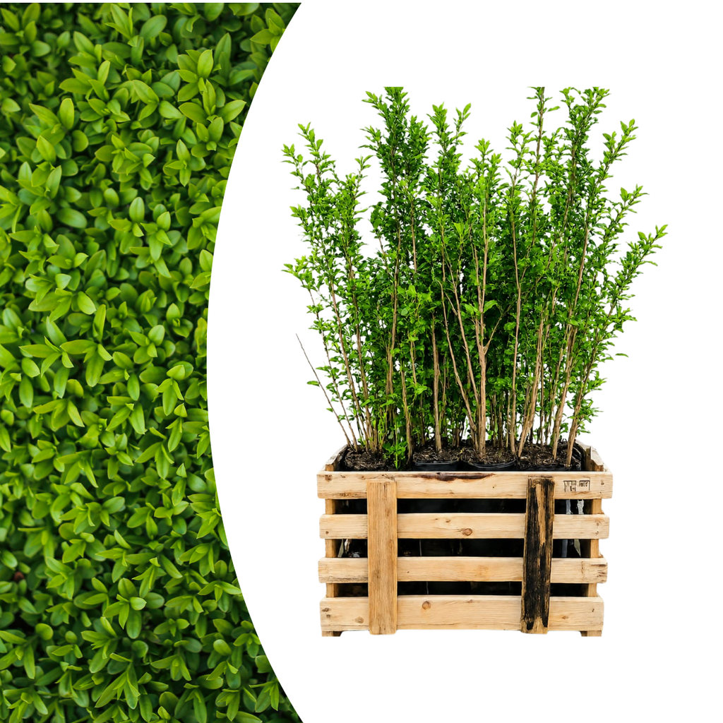50x Gewone liguster, plant in pot