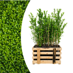 50x Gewone liguster, plant in pot