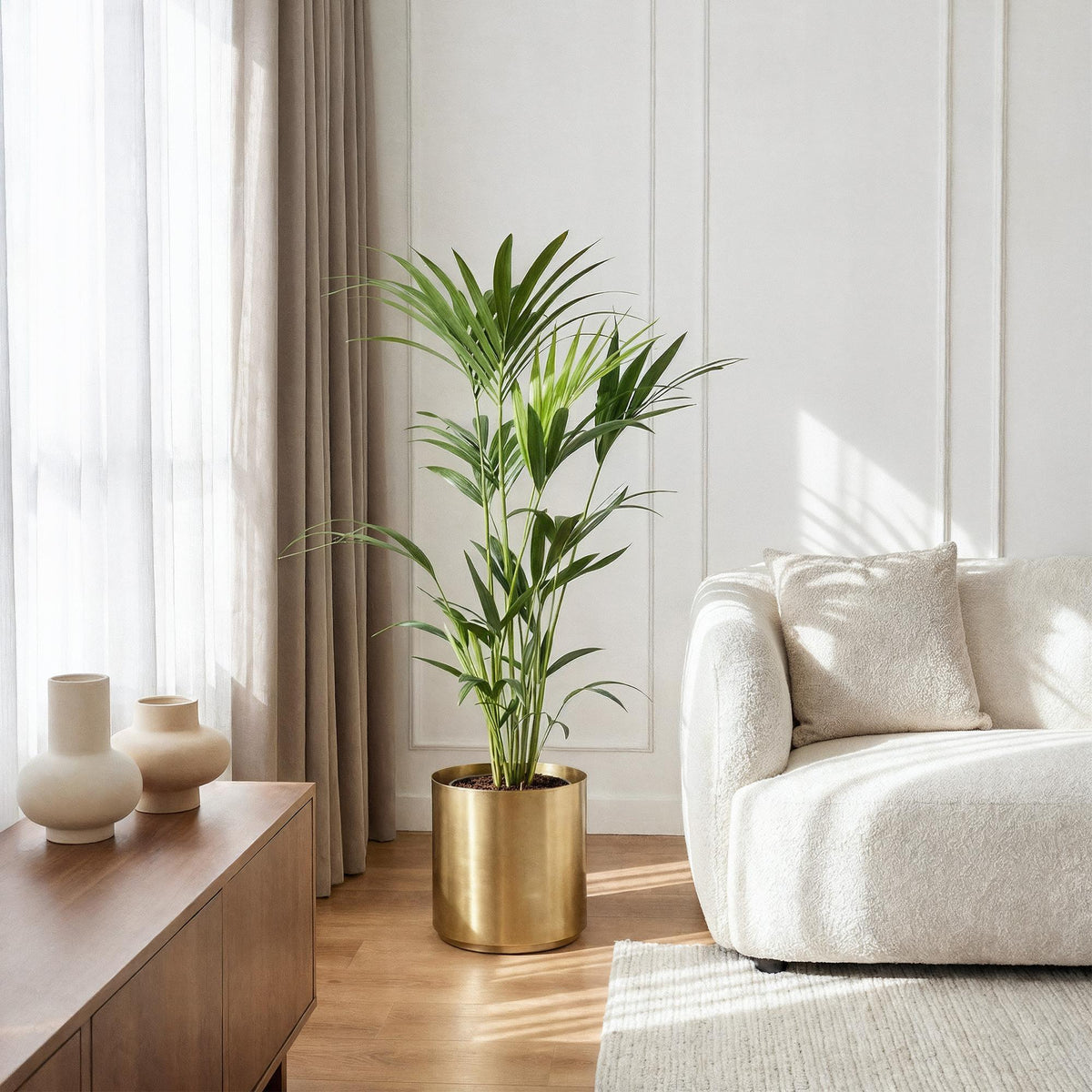 Howea Forsteriana, 120-130 cm hoog, plant voor binnen