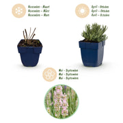 Lavandula ang. Rosea - Lavendel - Geurend - Roze - 6 Planten