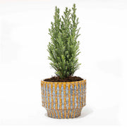 Kerstboom &