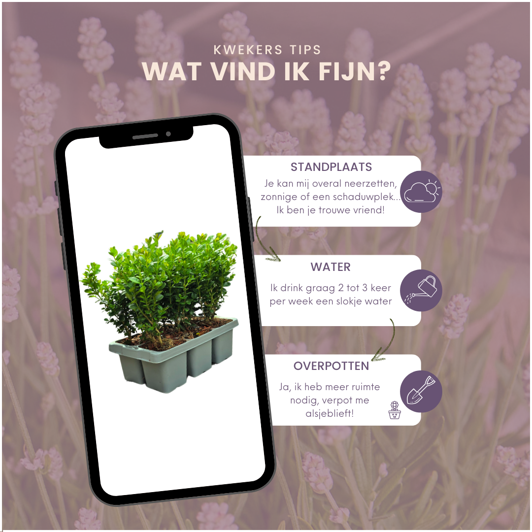 Buxus NewGen Freedom, groenblijvend, 2 sets van 6, 12 stuks, plant voor tuin en border
