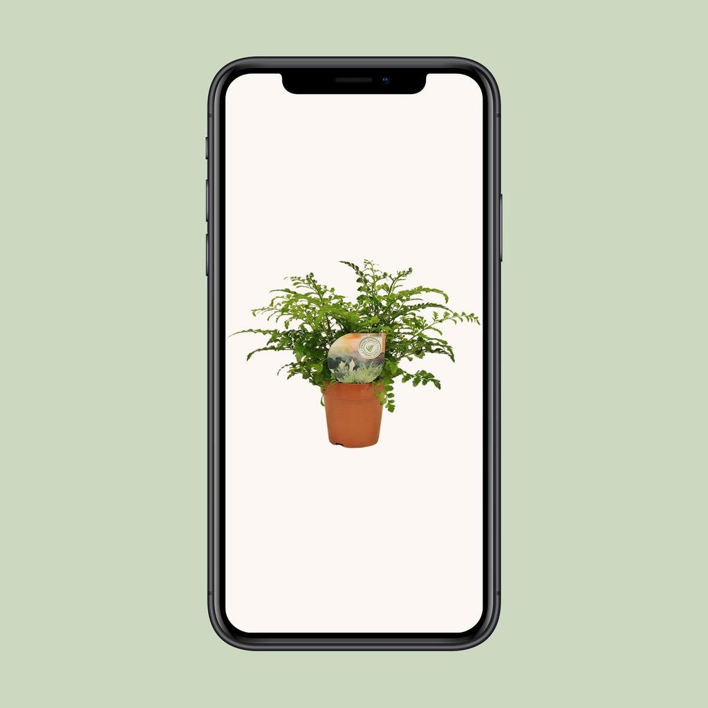 Asplenium Parvati, decoratieve plant