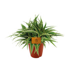 Productfoto van Chlorophytum Ocean
