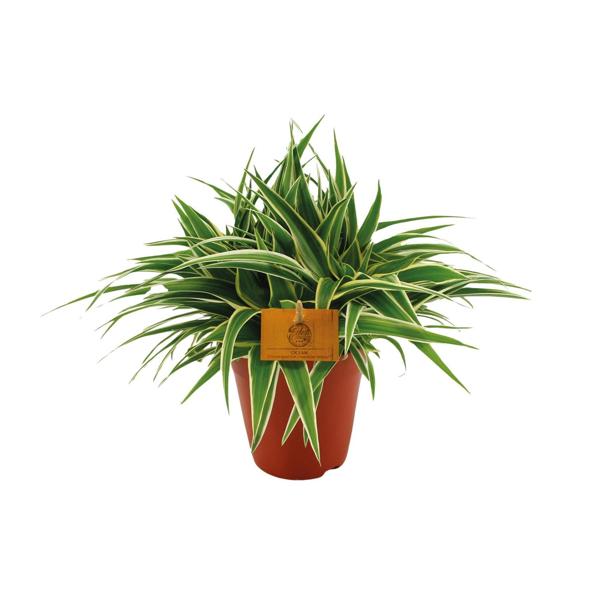 Productfoto van Chlorophytum Ocean