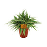 Chlorophytum Ocean